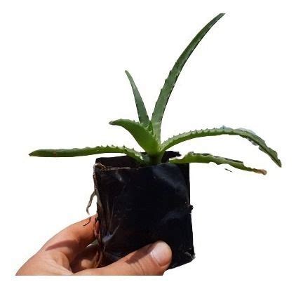 1 Muda De Babosa Aloe Vera Planta Medicinal Manual Vita Oliva