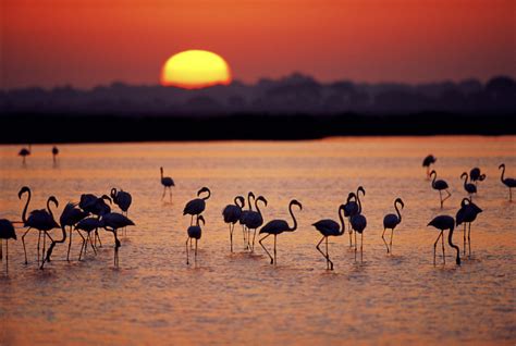 WWF lanza campaña para detener el asedio sobre Doñana WWF