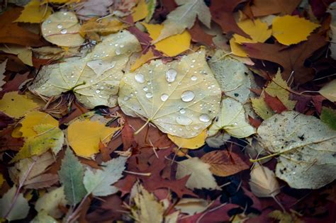 Here’s when and where fall foliage colors peak in Oregon in 2023 ...