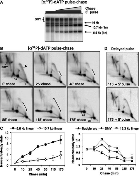 Pulse Chase Experiments Establish A Precursorproduct Relationship