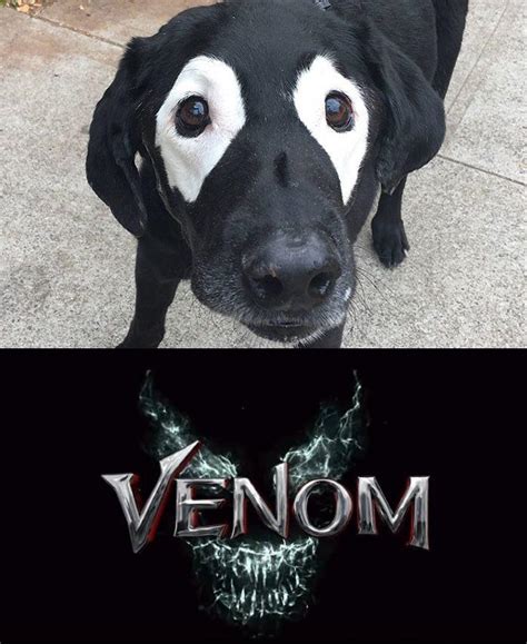 Venom 2 leaked : r/memes