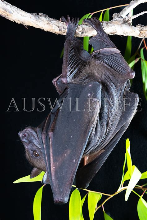 Bare Backed Fruit Bat Dobsonia Magna Bare Backed Fruit Flickr