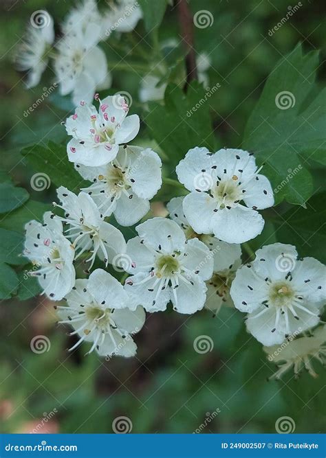 Crataegus flowering shrub stock image. Image of flora - 249002507
