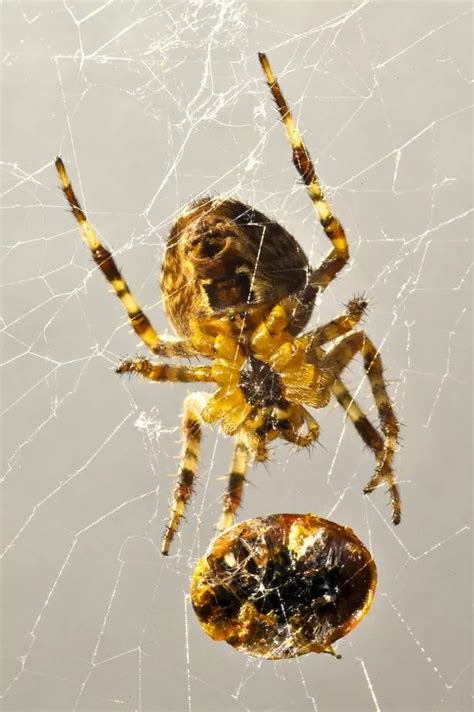 Spiders Set To Invade Dublin Homes In Coming Weeks Here S Which Ones