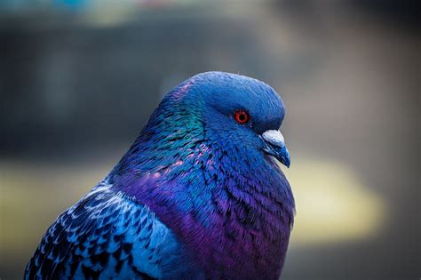 Cómo son las palomas hembras granjaonline