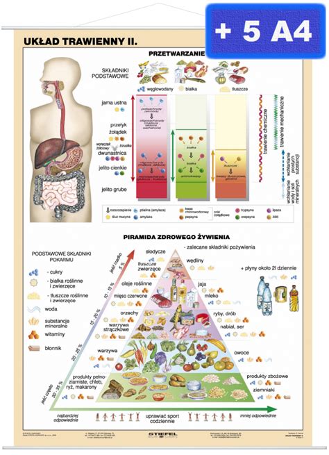 Układ trawienny człowieka cz II Mapy plansze szkolne językowe