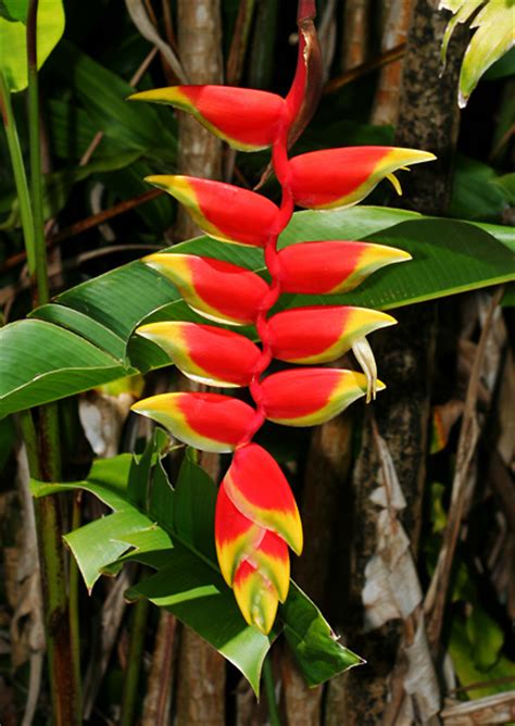 Cultivo Riego Y Cuidados De La Heliconia Rostrata Flores Flor De