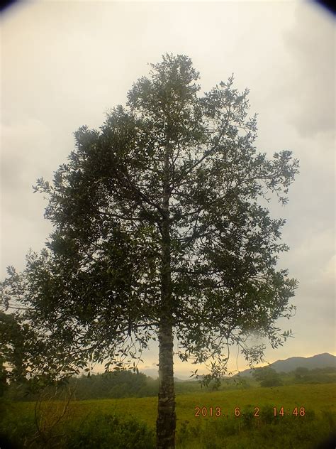 Photography with Dr. Ernie.: Agathis Alba: Young Almaciga Tree in DSB ...