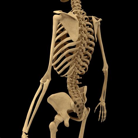 Full Body Skeleton System Anatomy 3D Model $29 - .stl .fbx .obj .3ds ...