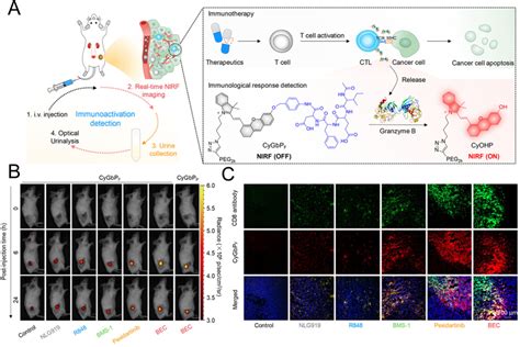 A Schematic Diagram Of The Granzyme B Responsive Imaging Probe For