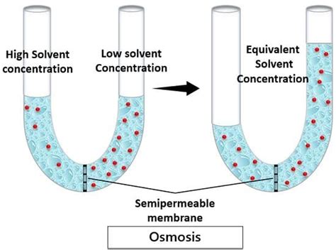 Osmosis Diffusion Difference