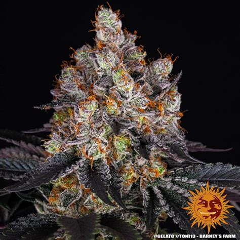 Gelato Weed Strain Barneys Farm Samen