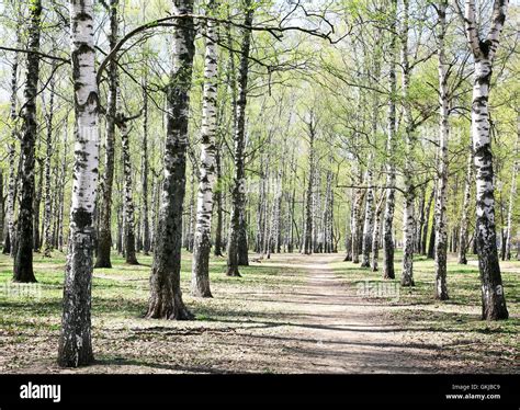 Alley Birch Trees Hi Res Stock Photography And Images Alamy