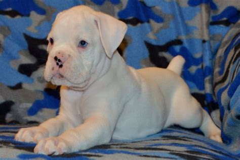 White boxer puppy | White boxer puppies, Boxer puppy, Puppies