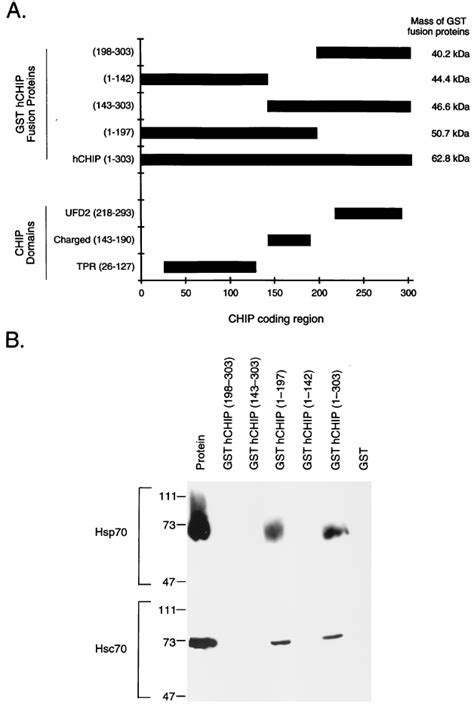 The Tpr Domain Of Chip Is Necessary But Not Sufficient For Binding With