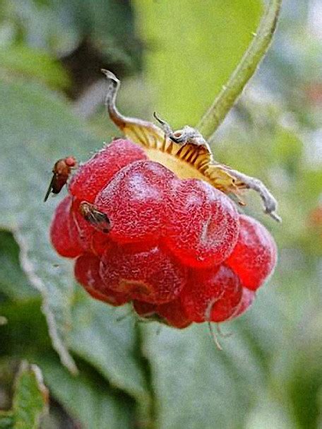 Fruchtfliegen in der Küche Baum und Natur