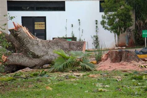 Remoção de árvores no Parque dos Poderes teve aval do Imasul Meio