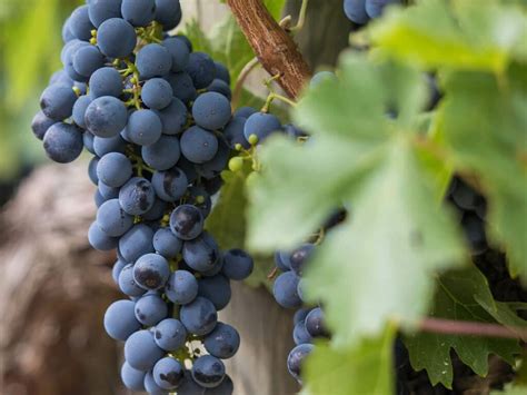 Larazzo Vitivinicolo Della Puglia Un Viaggio Attraverso I Vini Del