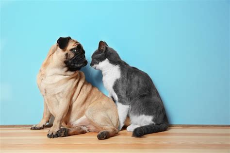 Adorable Pug Y Lindo Gato Sentados Juntos En El Piso Foto Premium