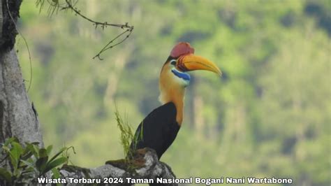 Intip Pesona Wisata Terbaru 2024 Taman Nasional Bogani Nani Wartabone