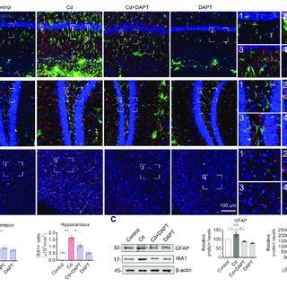 Representative IF Images Of GFAP And IBA1 A DAPT Antagonized The