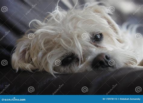 Dog Lhasa Apso Terrier 6237 Stock Image Image Of Animal Expressive