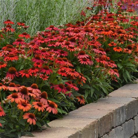 Echinacea Artisan™ Collection Red Ombre