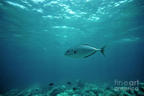 Carangidae Species Of Fish In The Red Sea Photograph by Geoff ...