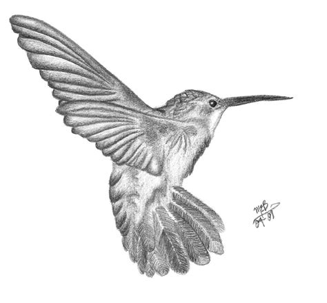 Hummingbird Pencil by ASmallGlimmer on DeviantArt