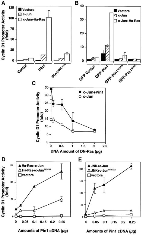 The Effects On The Transcriptional Activity Of C Jun Depend On The