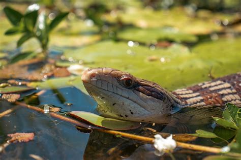 Lézard Scinque À Langue Bleue Photo gratuite sur Pixabay Pixabay