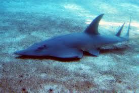 Guitarfish: Characteristics,types, habitat curiosities and more...