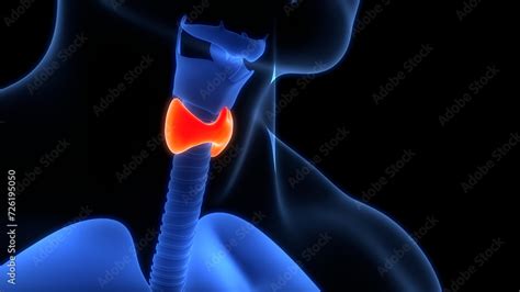 Human Body Glands Thyroid Gland Anatomy Stock Illustration | Adobe Stock