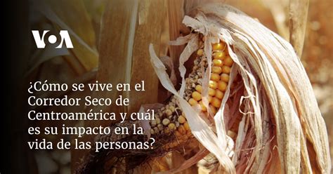 ¿qué Es El Corredor Seco De Centroamérica Y Cómo Afecta La Vida De Las Personas