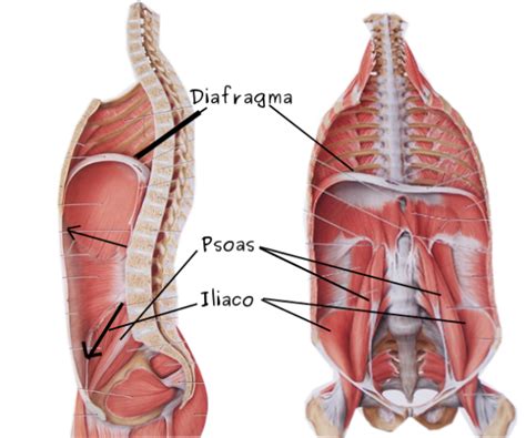 Diafragma músculo clave Fisioterapia Goya