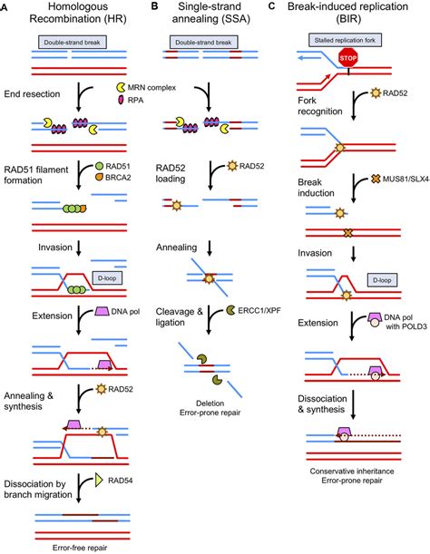 Comparison Of RAD51 And RAD52 Mediated DNA Repair Pathways A