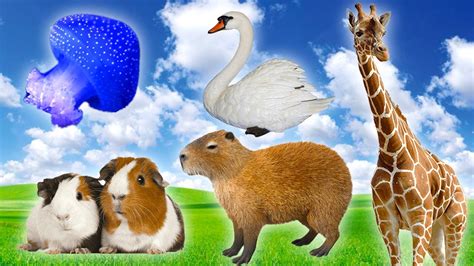 Habitat of Animals: Giraffe, Jellyfish, Capybara, Swan, Guinea Pig ...