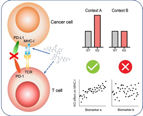 Context Dependent Gene Regulation Shengqing Stan Gu