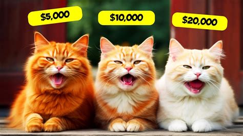 10 Most Expensive Cat Breeds In The World Youtube