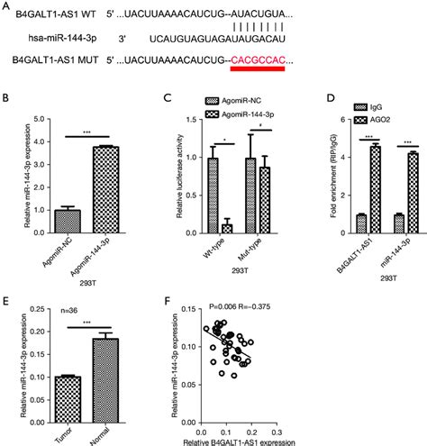 Lncrna B Galt As Binds With Mir P In Nsclc Cell A The Binding