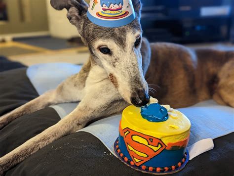 Happy Canada... - NCGL - Northwest Canadian Greyhound League