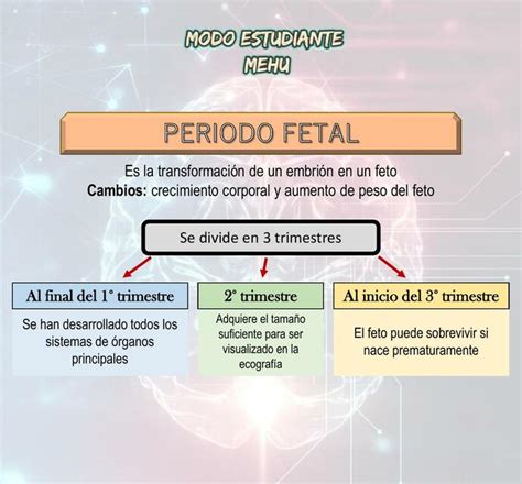 Caracteristicas Del Periodo Fetal Modo Estudiante Mehu Udocz