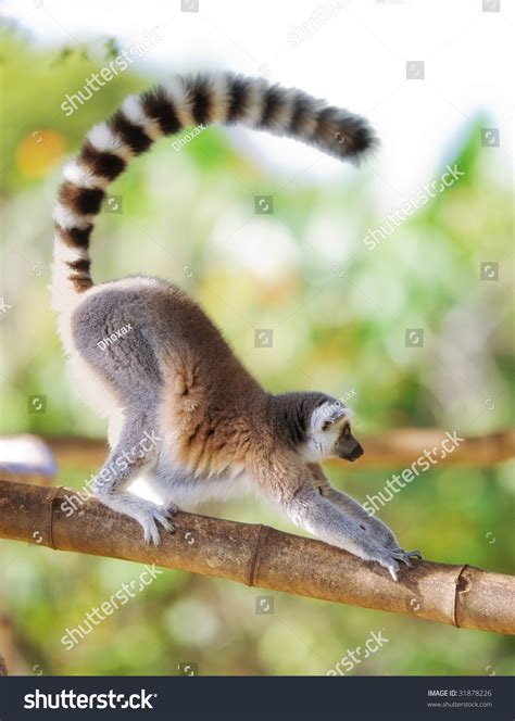 The Long Tailed Monkey Stock Photo 31878226 : Shutterstock