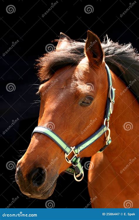 Brown arabian horse stock image. Image of animal, background - 2586447