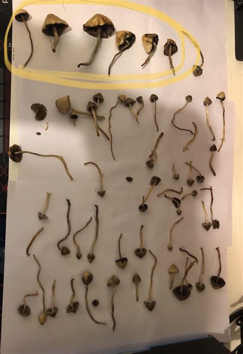 Any Feed Back On These Much Appreciated Checking Spore Print At The