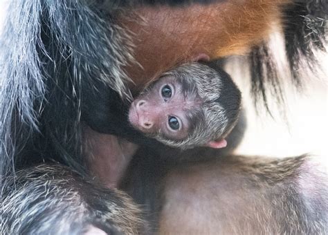 Cleveland Metroparks Zoo: New baby monkey born at Cleveland Zoo