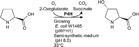 Biotransformation Of L Proline To Trans 4 Hydroxy L Proline By Growing