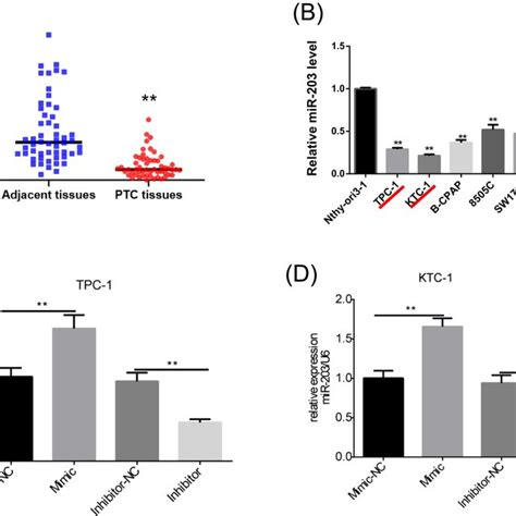 Expression Levels Of MiR203a3p In PTC Tissues And Cell Lines The