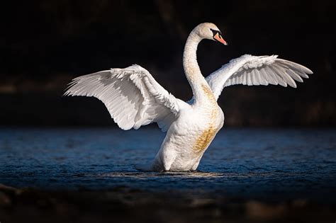 Birds Mute Swan Bird Pond Swan Wings Hd Wallpaper Peakpx