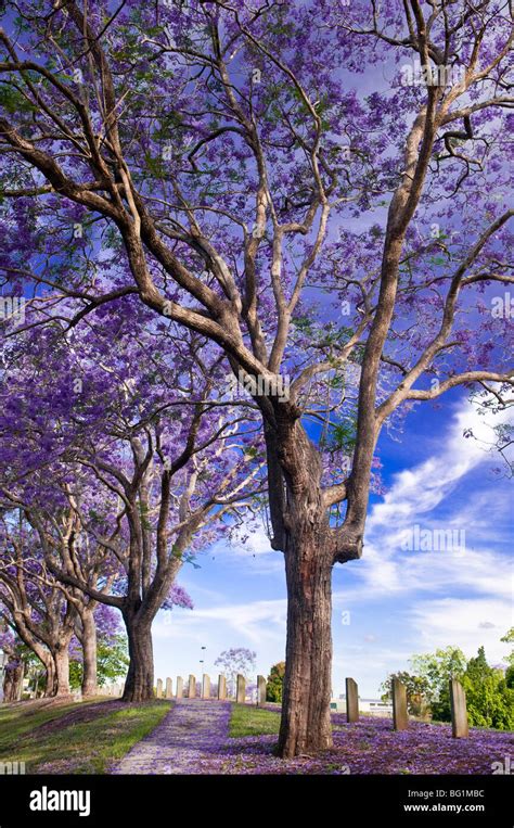 Jacaranda trees in bloom, Queensland, Australia Stock Photo - Alamy